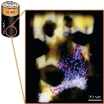 Smart Windows Sandwich Nanocrystal Coatings of Materials