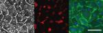 Nanoscale Collagen Matrix Maintains Cell Morphology in Microfluidic Devices for Longer Periods