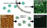 New Type of Nanocrystalline Cellulose Helps Prevent Spread of Virus into Cells