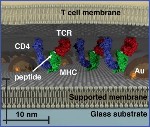 Gold Nanoparticle Array Fabricated Onto Hybrid Live Cell-Supported Membrane Using Size-Based Chromatography