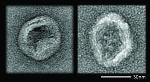 Researchers Build DNA Nanodevices that Survive Body's Immune Mechanism