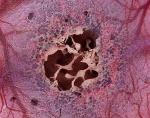 Engineered Organ-on-a-Chip Reproduces Structure, Functions and Cellular Make-Up of Bone Marrow