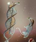 DNA-Based Nanosensor Enables Nanoscale Measurement of pH Variation