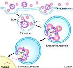 Lipid-Based Nanocapsule Drug Delivery Method Smuggles Drug into Cancer Cell before Release
