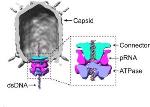 DNA Packaging Motor Exerts Force and Torque on the DNA