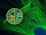 Researchers Image Microtubule Assembly and Disassembly at Unprecedented Resolution