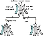 Novel Screening Method for Most Aggressive Metastatic Cells Using Innovative Microfluidic Device