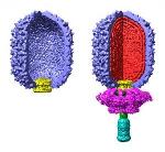 Researchers Find DNA Packs Easily into Tight Confines of a Virus