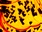 Low-Energy Electron Microscopy Helps Visualize Desorption of Oxygen Molecules from a Silver Surface