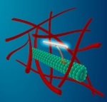 Researchers Track Single-Molecule Proteins in Living Cells with Carbon Nanotubes