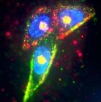 UCSB Researchers Design Novel Silver Nanoparticle for Efficient Drug Delivery