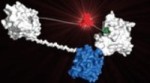 Novel Light-Emitting Sensor Protein Accurately Measures Drug Concentration in Patient’s Bloodstream