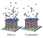 Carbon Nanotube Forest Can Harvest Water Molecules from Arid Desert Air
