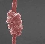 Researchers Develop Strong, Stretchable Graphene Oxide Fibers