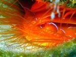Silica Nanospheres in Disco Clams Act as Flashing Reflectors