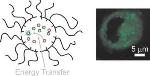 Novel Nanoparticles Transport Interacting Molecules into Living Cells