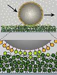 Protein Function Like a Nanoscale ‘Velcro’