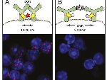 Arrangement of Cell Membrane Molecules Determined Using Nanoscale Tape Measure