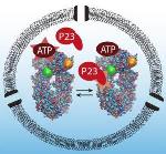 Cooperation in Heat Shock Protein Observed Using Foerster Resonance Energy Transfer Methodology