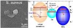 New Antibacterial Material Based on Gold Nanoparticles