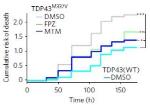 Increased Autophagy Directly Related to Improved Cell Survival