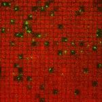 SOS Molecules Corralled Into Nanofabricated Patches Trap Membrane-Associated Ras Molecules