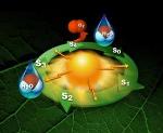Researchers Capture Detailed Femtosecond Snapshots of Photosynthetic Water Oxidation