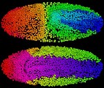 New Computational Method to Rapidly Track 3-D Movements of Cells