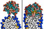 Gold Nanoparticles Coated with Special Molecules Can Easily Penetrate Cells