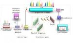 Multi-Wavelength Laser Overcomes Limitations of Serial Time-Encoded Amplified Microscopy for Ultrafast Imaging