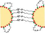Nanoscale DNA Strands Created to Study ‘Bead-Spring’ Polymer Chains