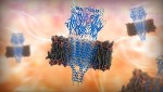 Scientists Reveal 3D Structure of Crucial Neuroreceptor