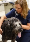 Gold Nanoparticles and Targeted Laser Therapy used to Treat Labradoodle with Nasal Adenocarcinoma