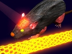 Lasers and Carbon Nanotubes Help Look at Blood Flowing Through Living Brain