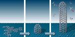 Using Molecular Seeds To Synthesize Pure Carbon Nanotubes