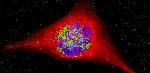 Trojan Horse Nanospheres Kill Tumour Cells