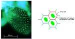Innovative Method for Imaging Cesium Distributions in Plant Cells