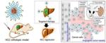 Nanogel Formulation of Thunder God Vine Compound Holds Promise for Cancer Treatment