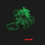 Researchers Uncover New Method for Creating Large Nanofibers Made of Proteins
