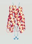 Researchers Reveal Atomic Structures of Sugar Transporter Protein in Plants, Humans