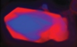 Chemical Composition of Lithium Iron Phosphate Nanocrystals Mapped Using Ptychography
