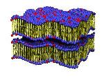 DESY X-ray Stroboscope Films Movement of Lipid Molecules