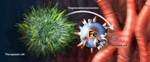 Targeted Nanoparticle May Help Regenerate Healthy Heart Tissue without Using Stem Cells