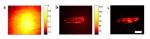 Specialized Adaptive Optics Microscope Peers through Visually Opaque Obscuring Layer