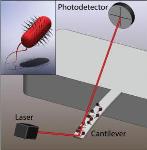 New Model to Study Nanomechanical Motion of E. coli in Real Time