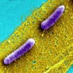 Biofilms Hold Promise for Designer Nanomaterials to Clean up Polluted Rivers