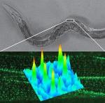 Complementation Activated Light Microscopy Provides Nanoscale Insights into Biomolecule Behavior
