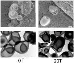 Researchers Open and Close Nanovesicles Using a Magnet