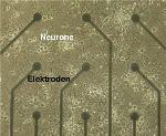 Exosomes Play an Important Role in Functioning of Neurons