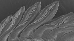 National Science Foundation Awards Cal Poly Pomona $203,000 to Purchase Scanning Electron Microscope